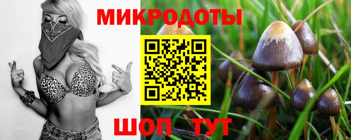 Псилоцибиновые грибы Psilocybe Магадан